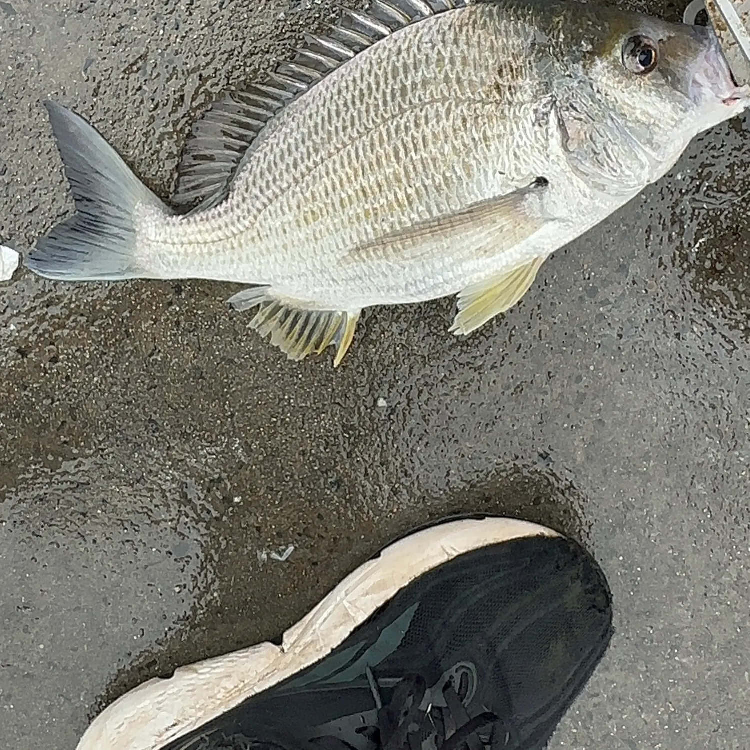 The most recent Southern black bream catches on Fishbrain