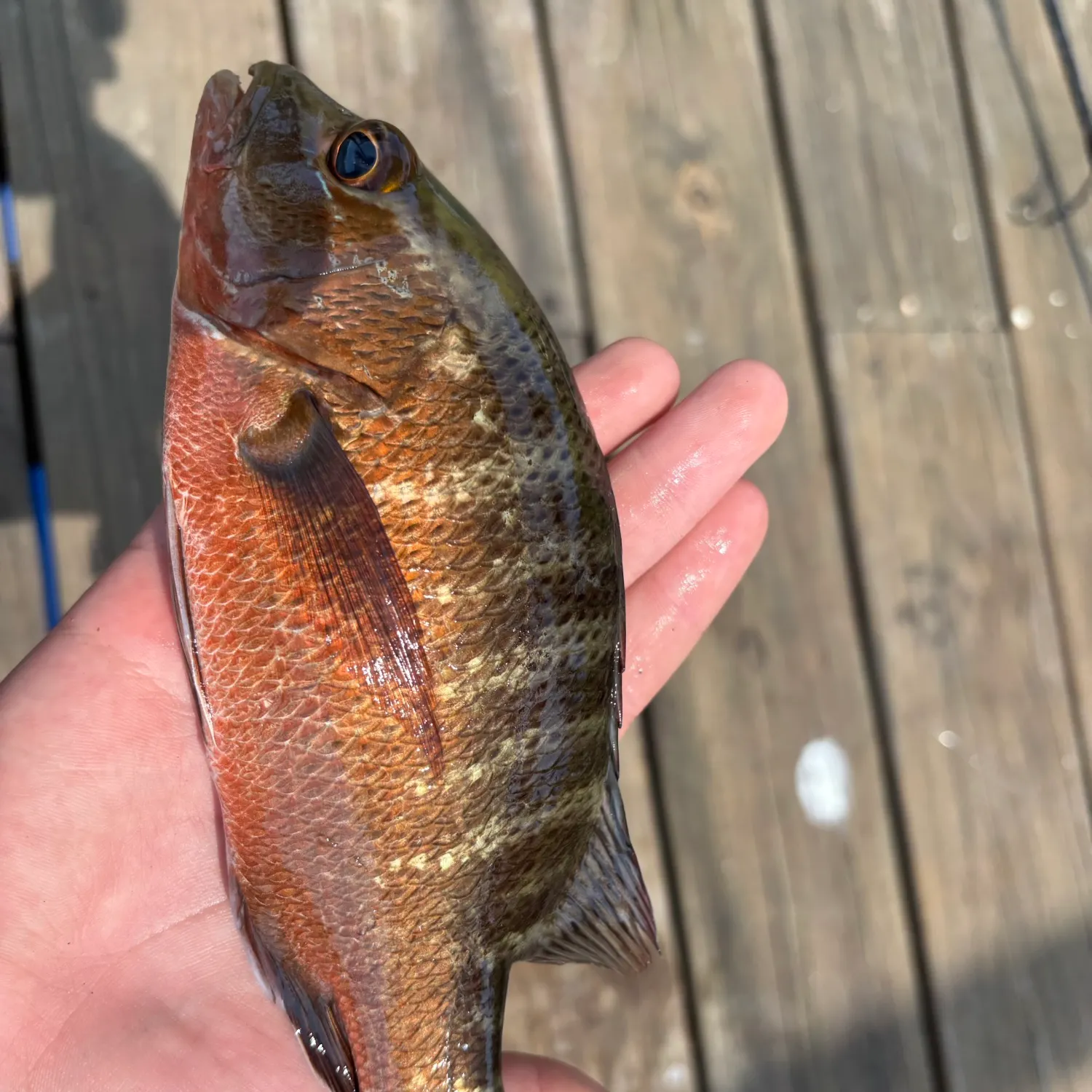 Mangrove snapper caught on Fishbrain