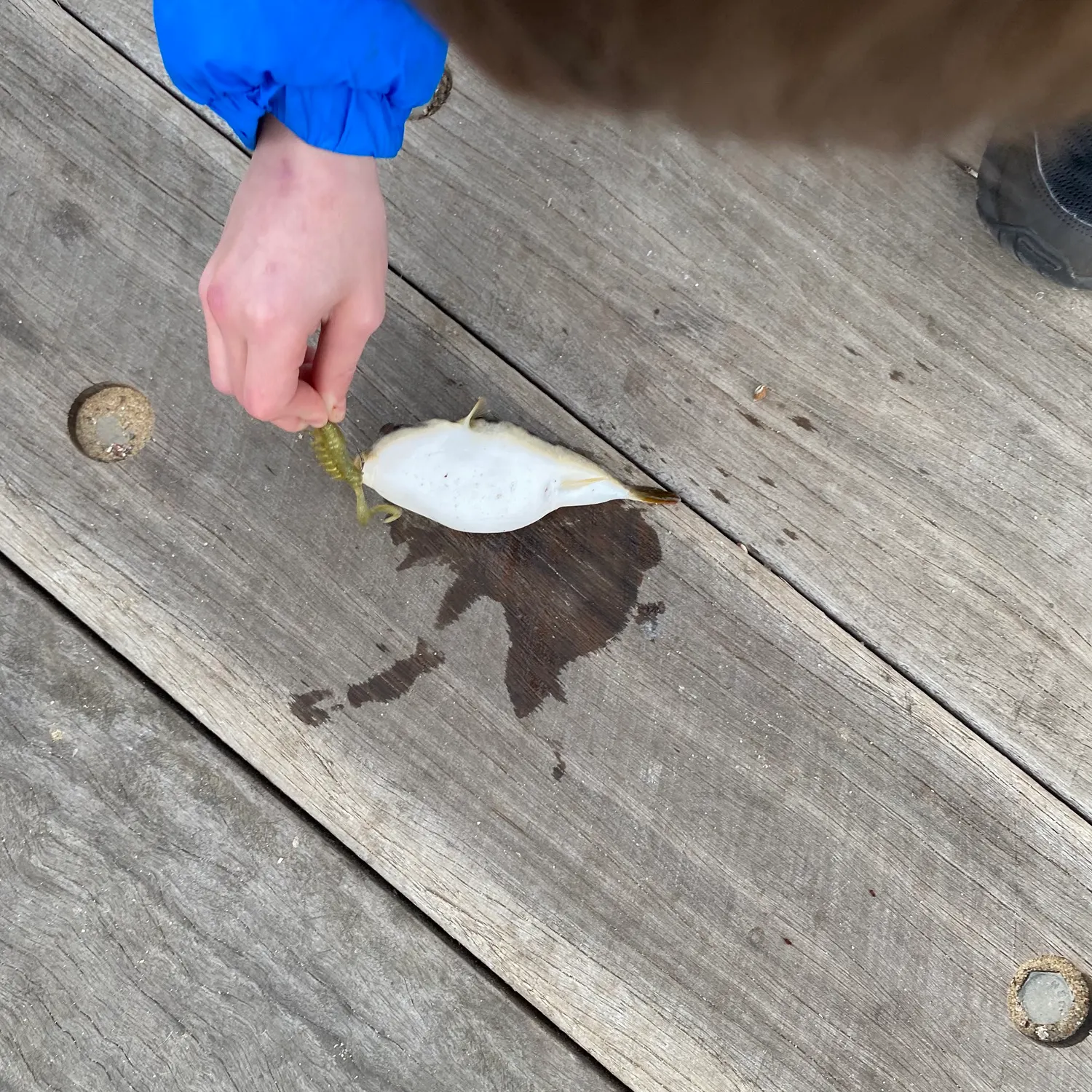 The most recent Smooth toadfish catches on Fishbrain