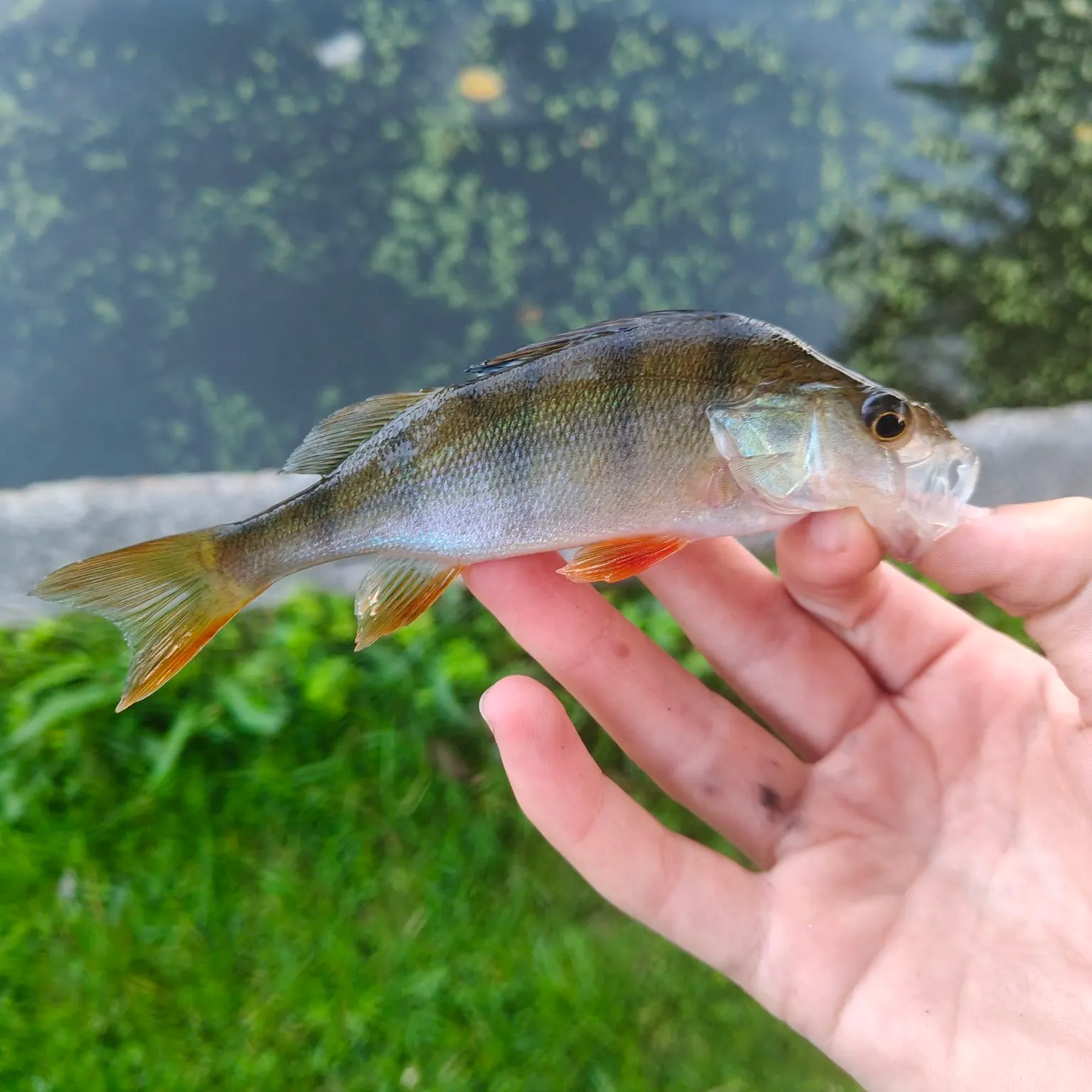 European perch caught on Fishbrain