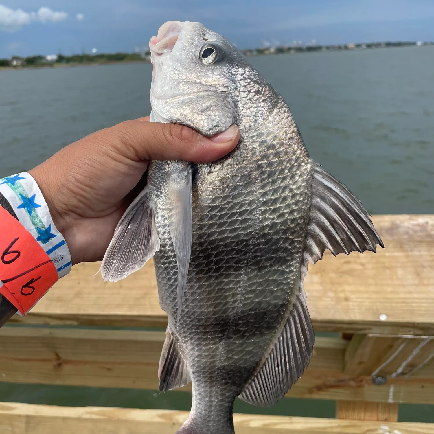 Black drum caught on Fishbrain