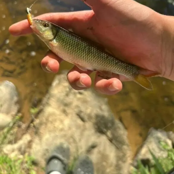 The most recent Bull chub catches on Fishbrain