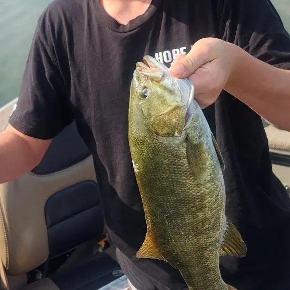 Smallmouth bass caught on Fishbrain
