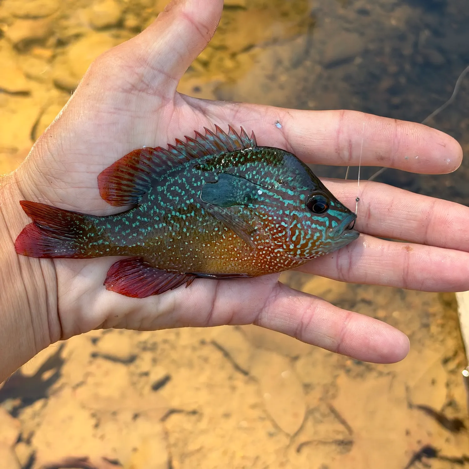The most recent Redstripe longear sunfish catches on Fishbrain