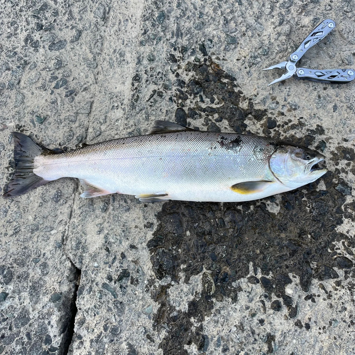 The most recent Cherry salmon catches on Fishbrain