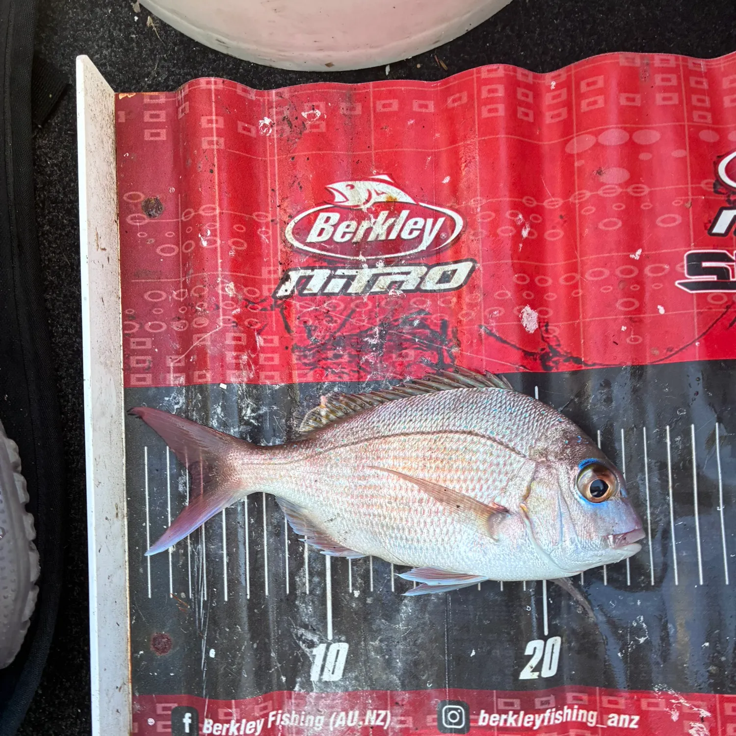 Australasian snapper caught on Fishbrain