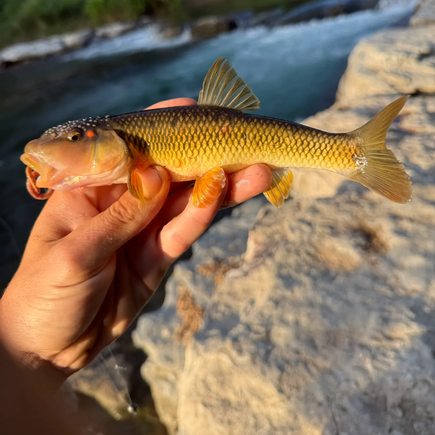 The most recent Redspot chub catches on Fishbrain