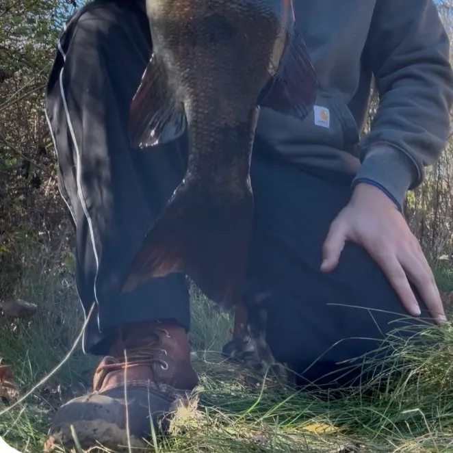 Smallmouth bass caught on Fishbrain