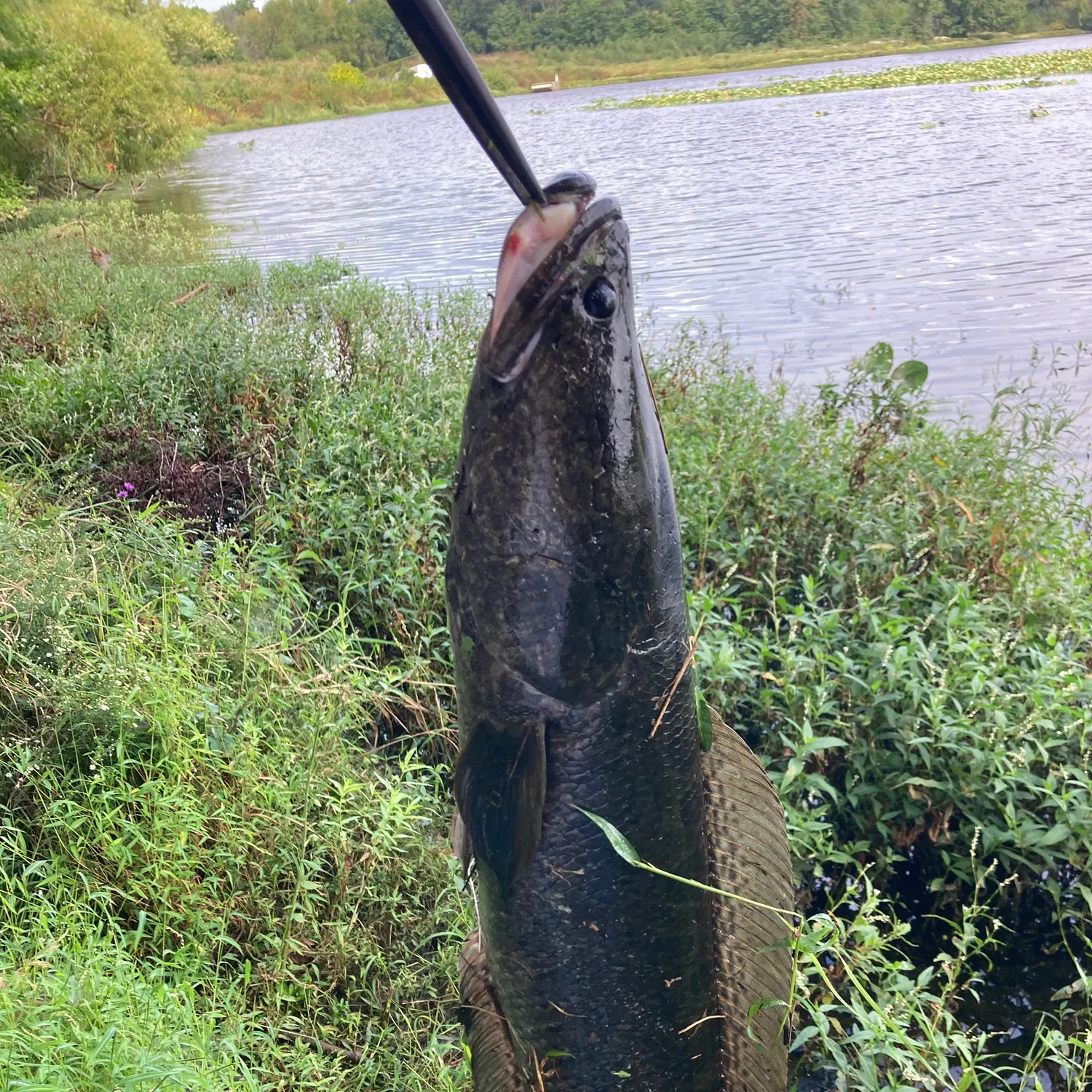 Northern snakehead caught on Fishbrain