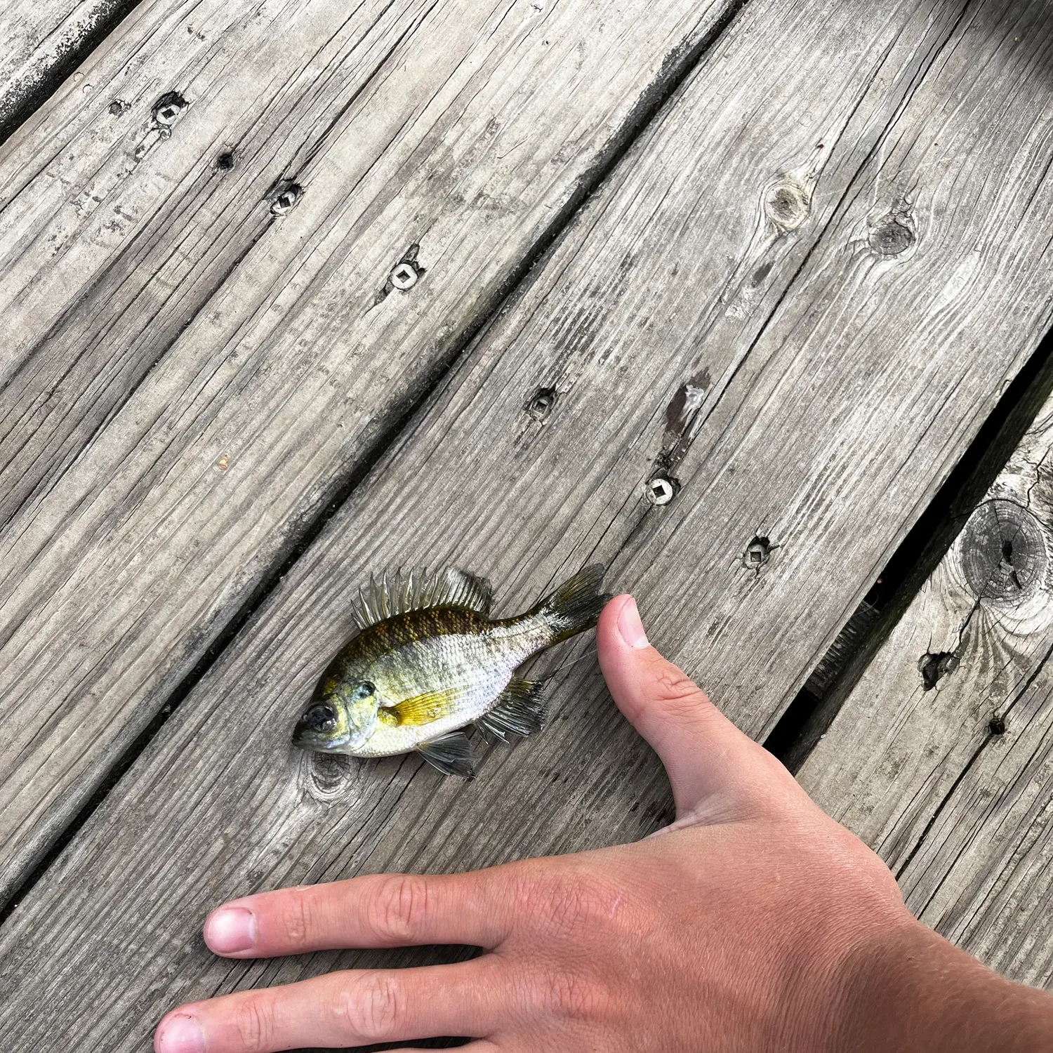 Bluegill caught on Fishbrain