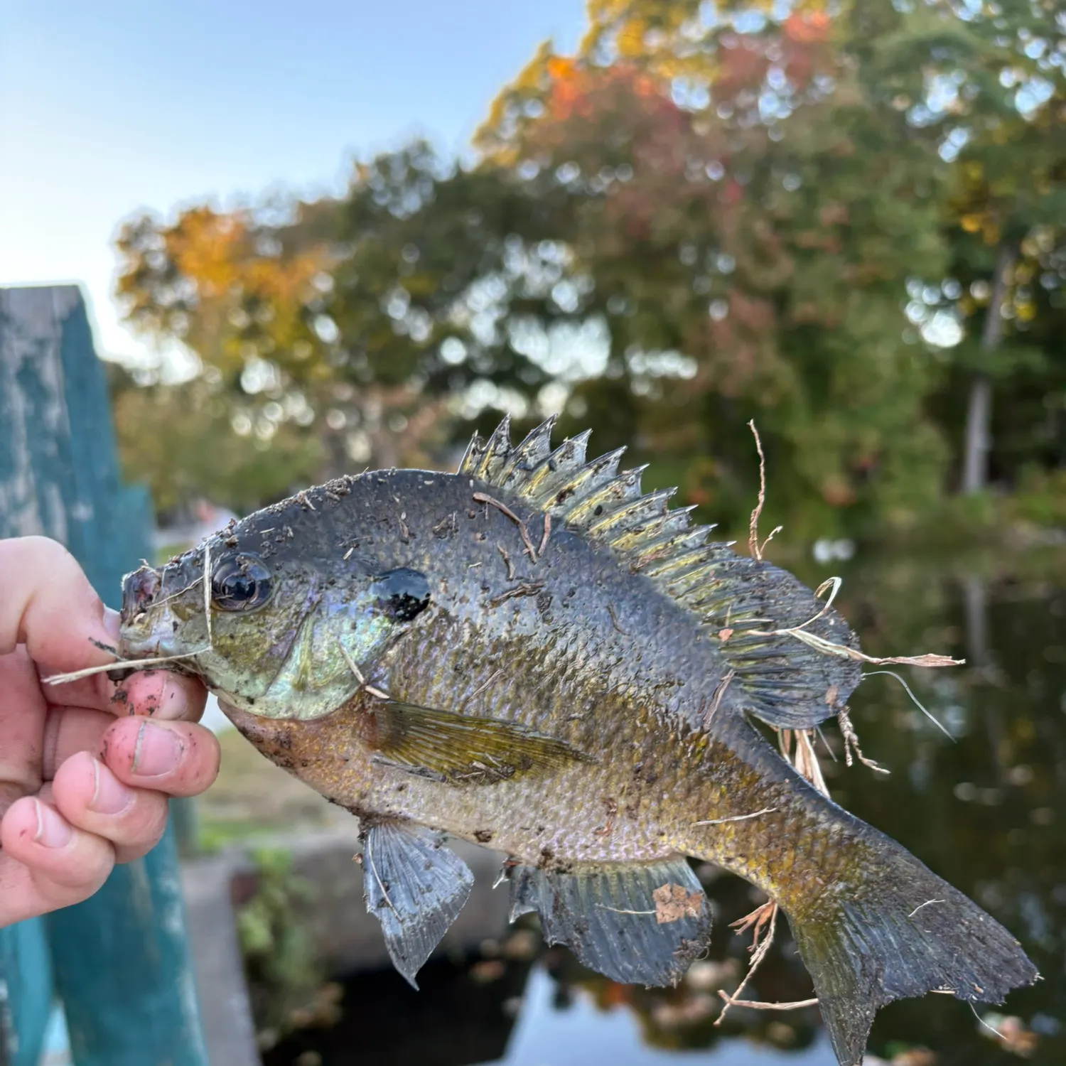 Bluegill caught on Fishbrain