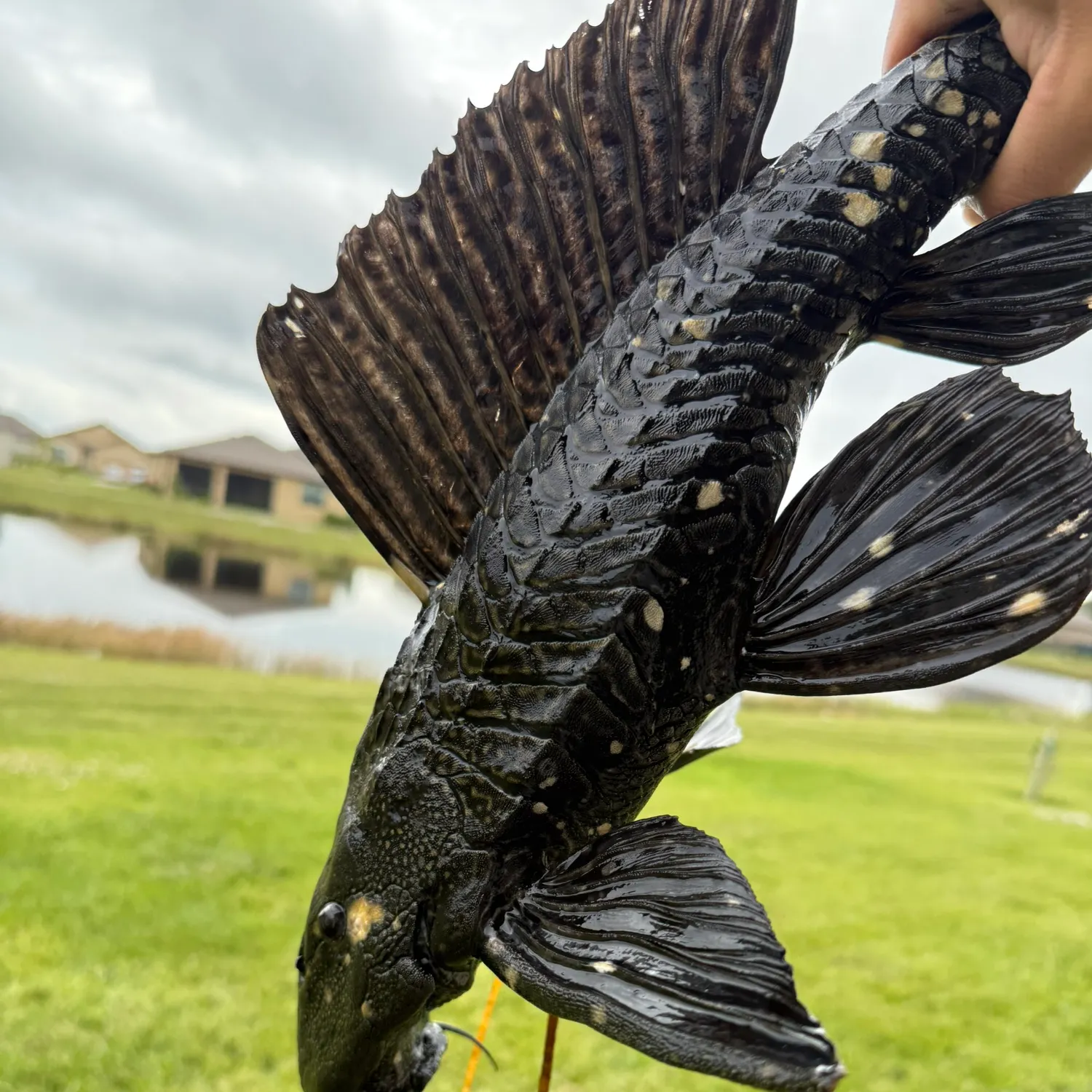The most recent Suckermouth catfish catches on Fishbrain
