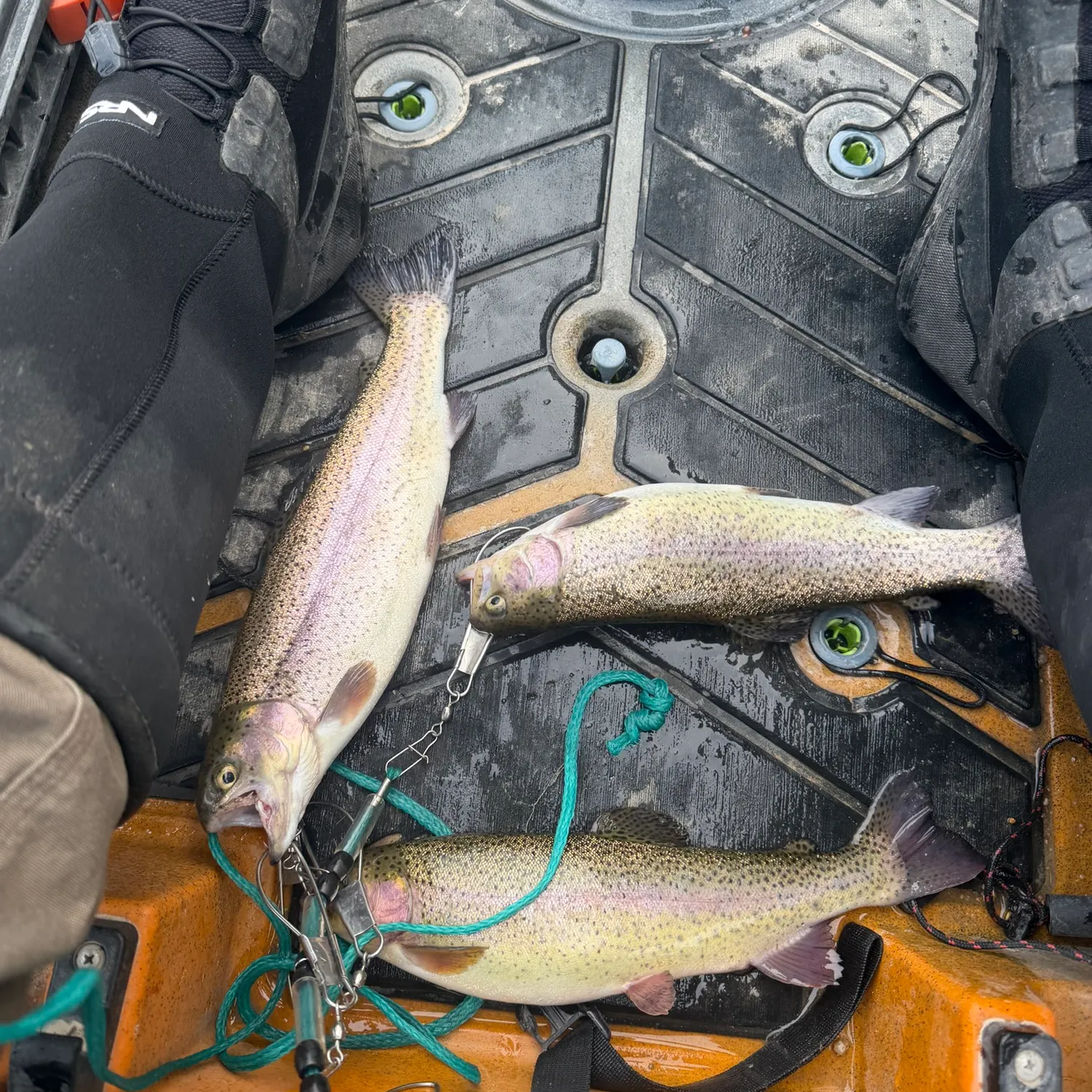 Rainbow trout caught on Fishbrain