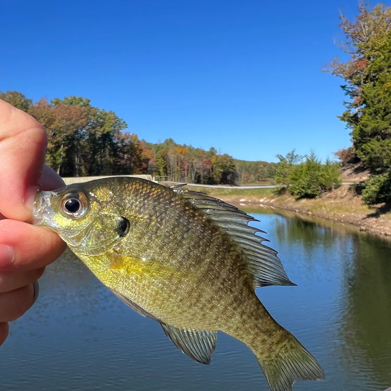Bluegill caught on Fishbrain