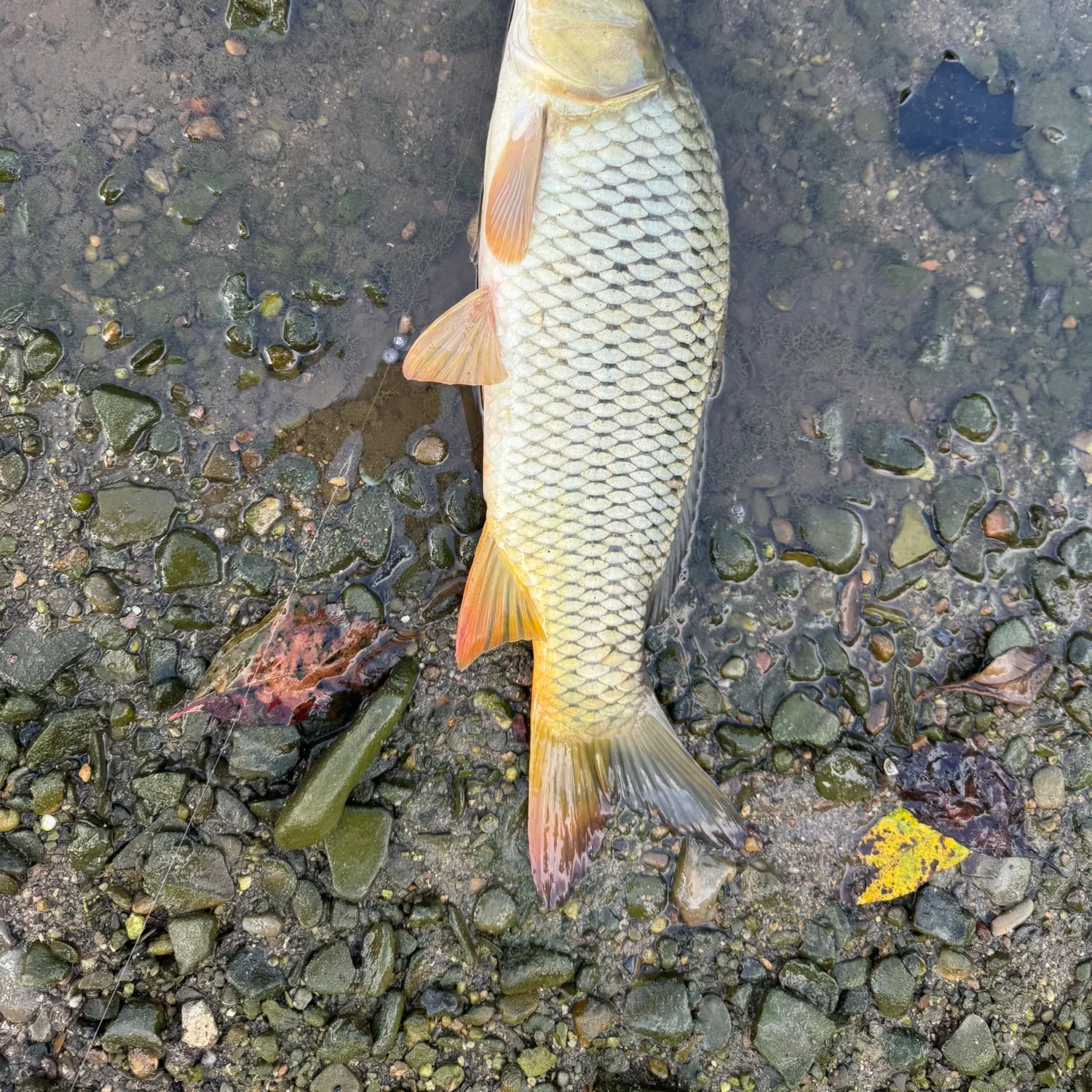 Common carp caught on Fishbrain