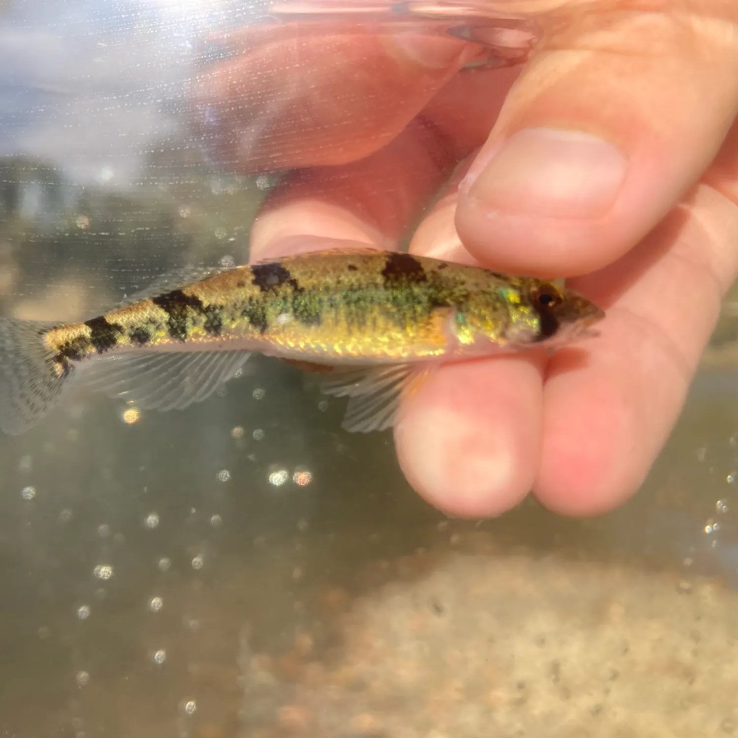 The most recent Stargazing minnow catches on Fishbrain