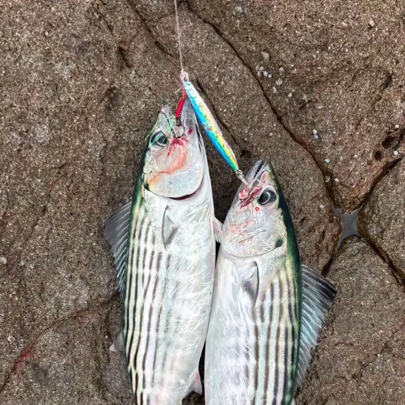 The most recent Australian bonito catches on Fishbrain