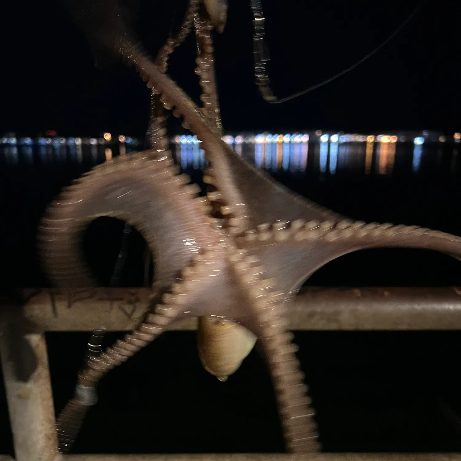 The most recent California two-spot octopus catches on Fishbrain
