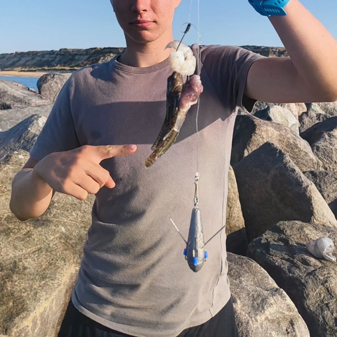 The most recent Rock goby catches on Fishbrain