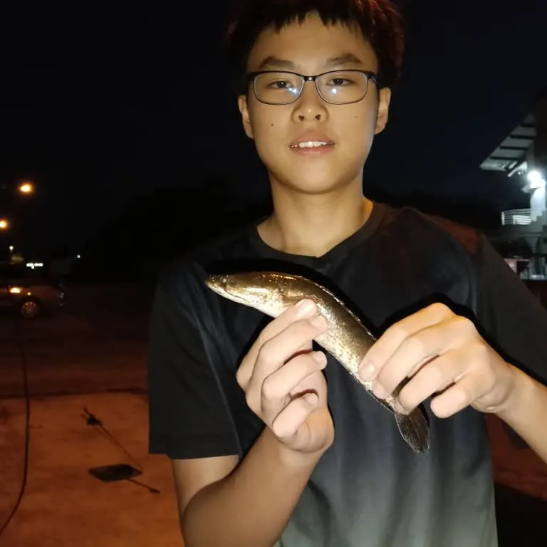 The most recent Striped snakehead catches on Fishbrain