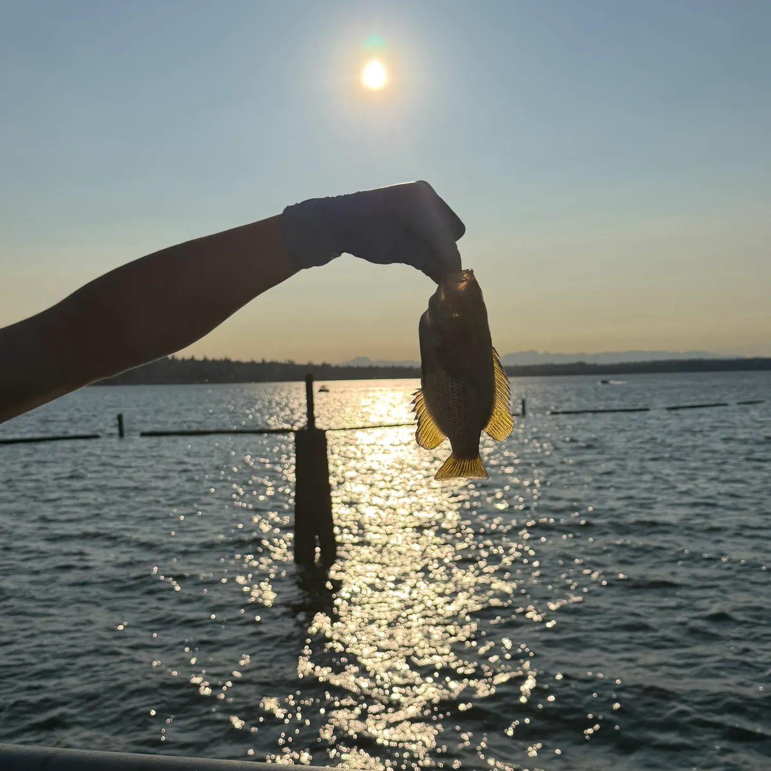 The most recent Smallmouth bass catches on Fishbrain