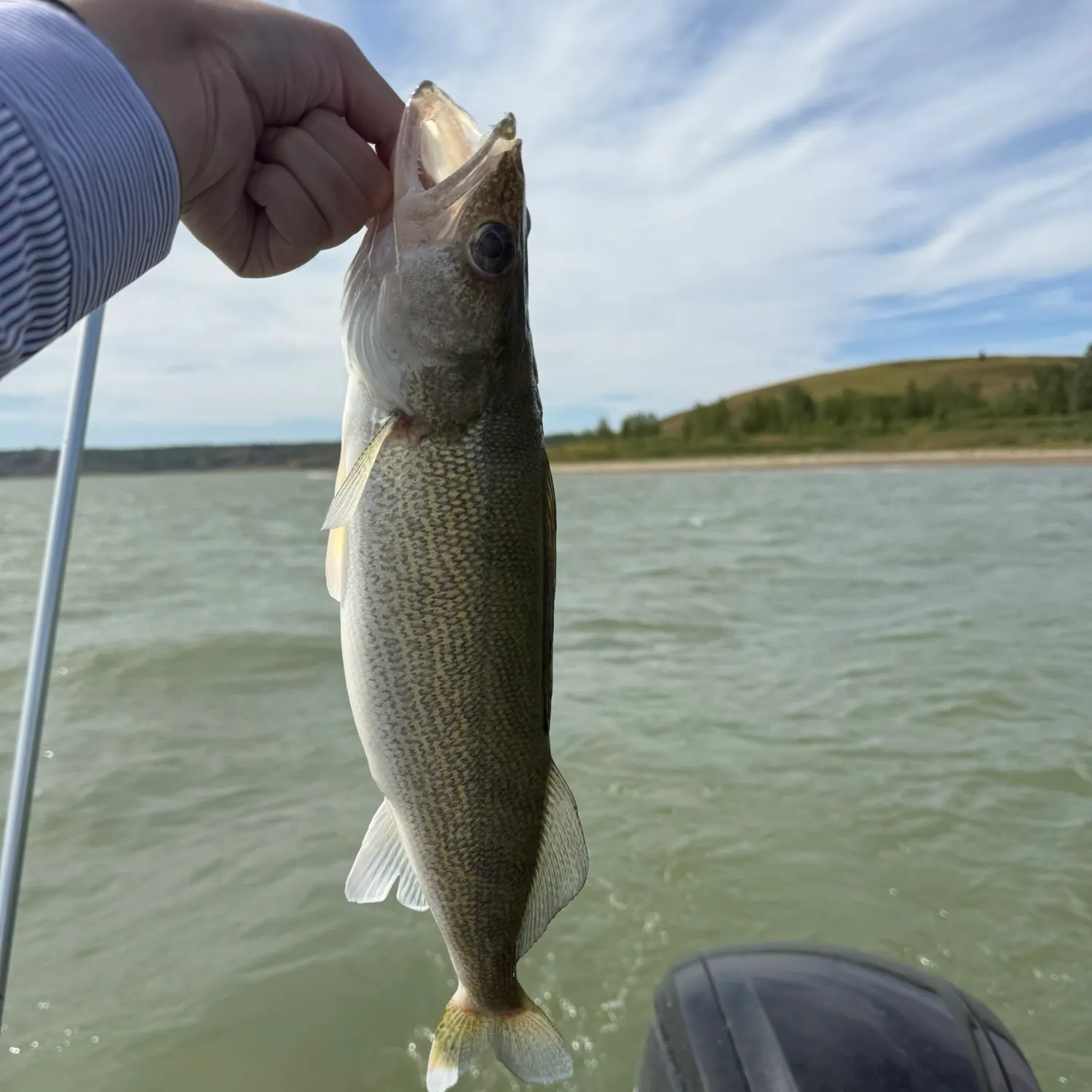 Walleye caught on Fishbrain