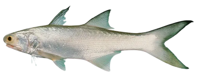 Fourfinger threadfin