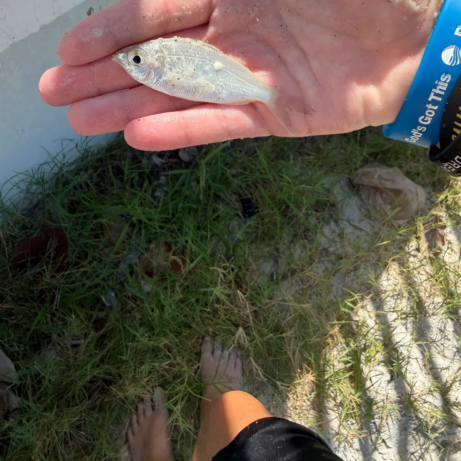 The most recent Silver jenny catches on Fishbrain