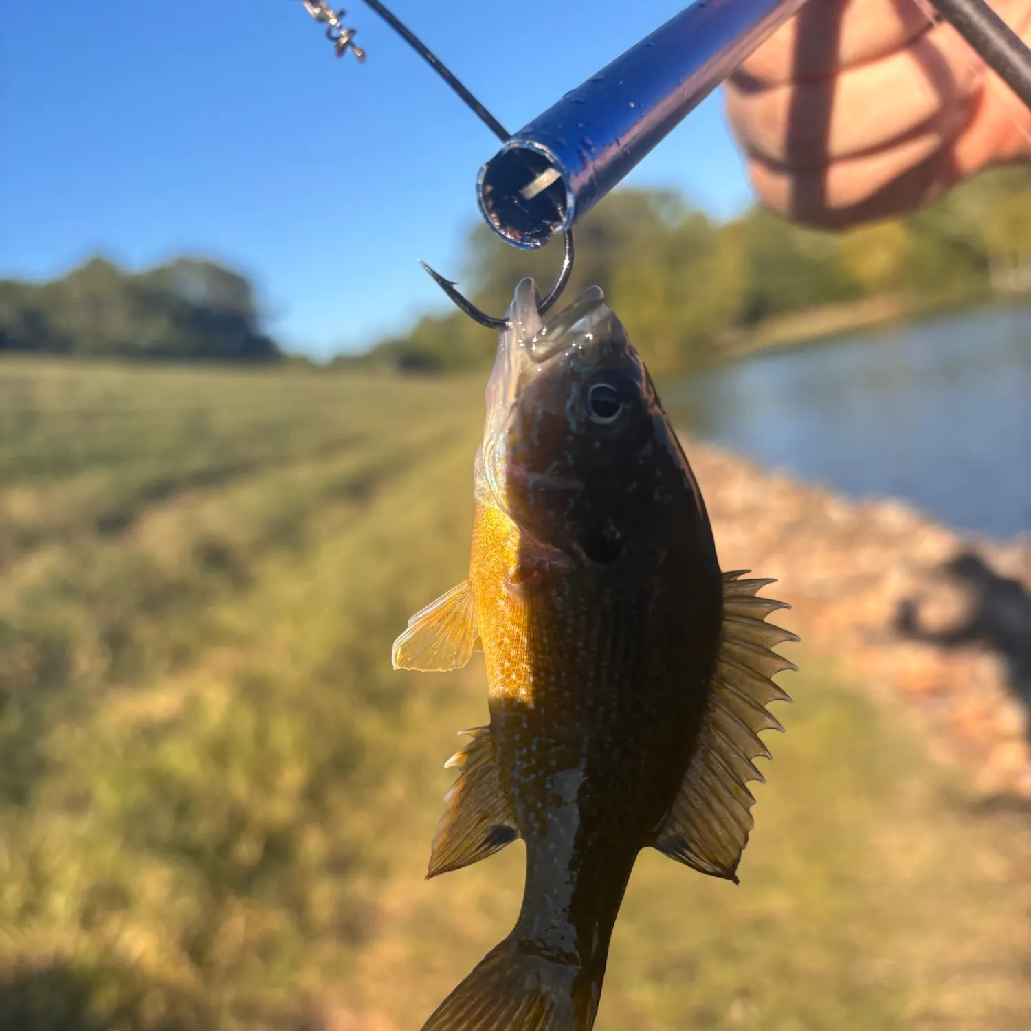 Green sunfish caught on Fishbrain