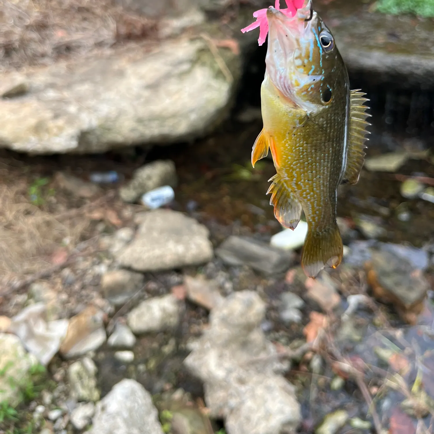 Green sunfish caught on Fishbrain
