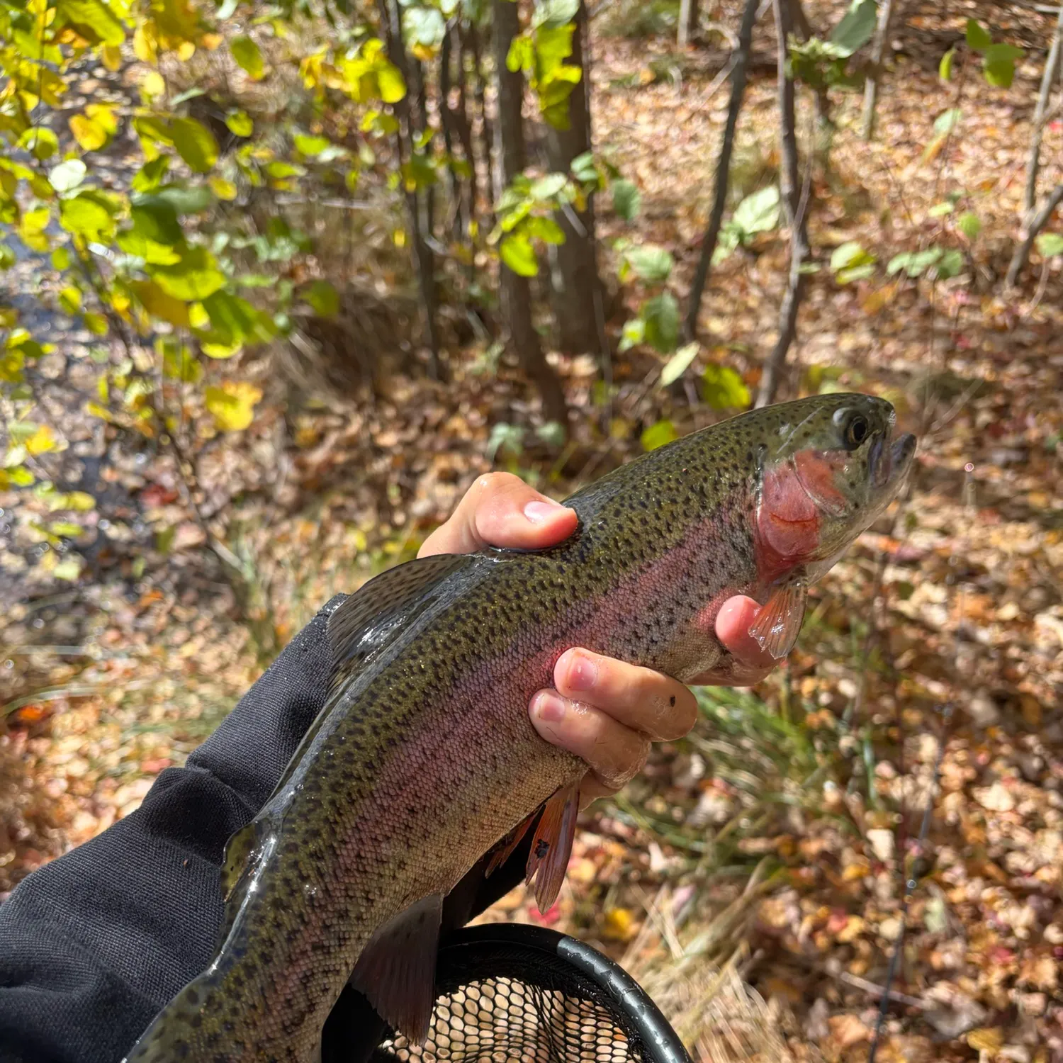Rainbow trout caught on Fishbrain