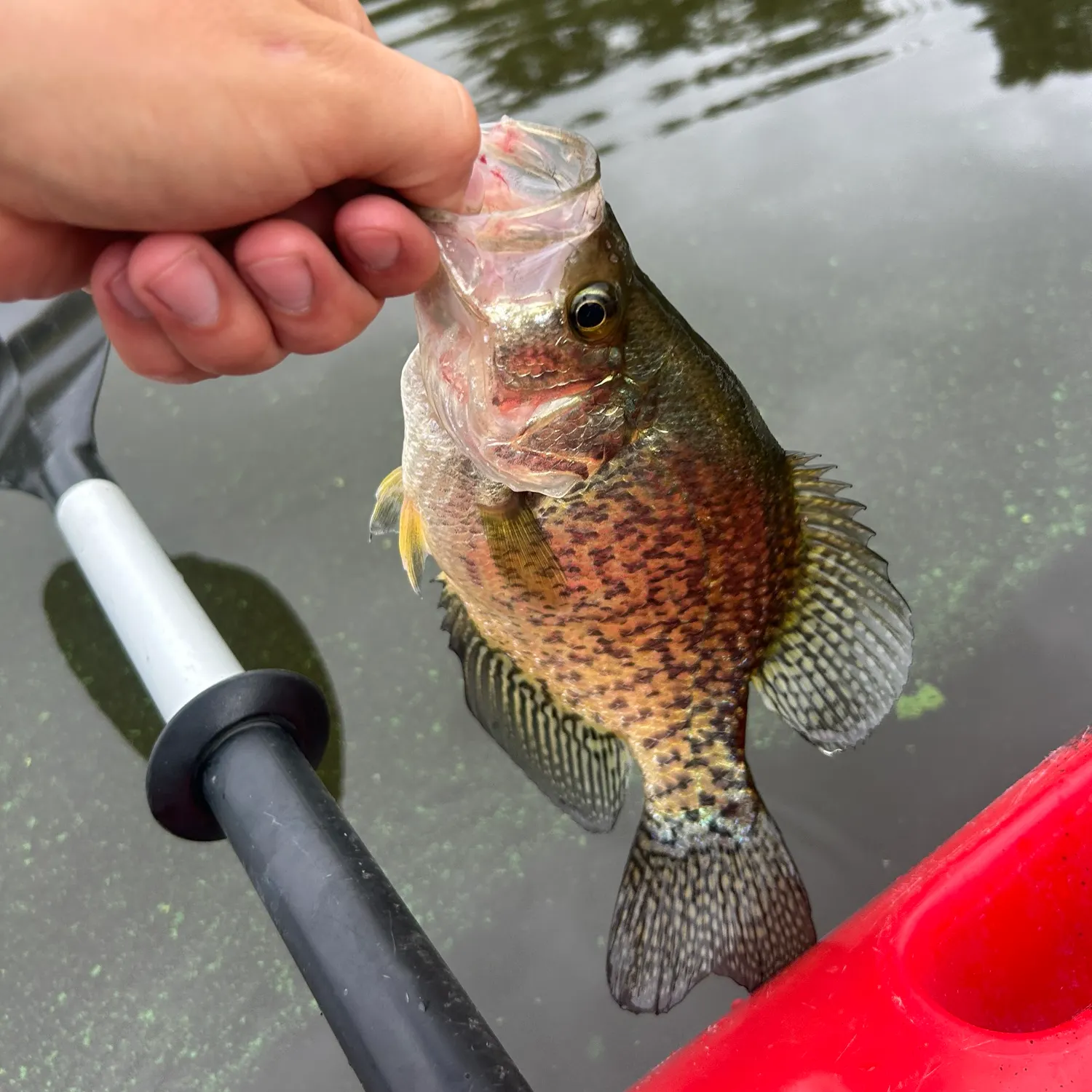 Black crappie caught on Fishbrain