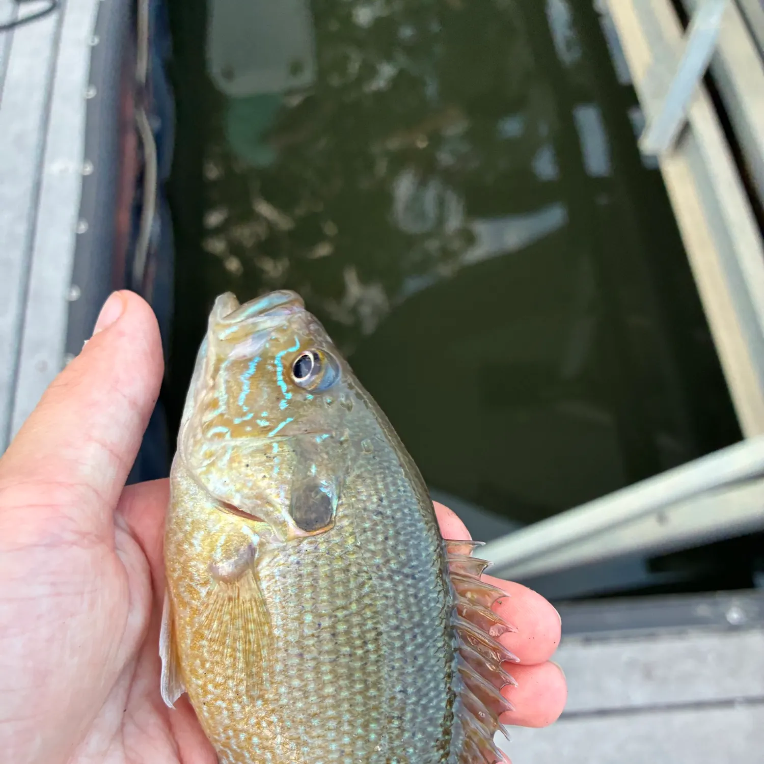 Green sunfish caught on Fishbrain