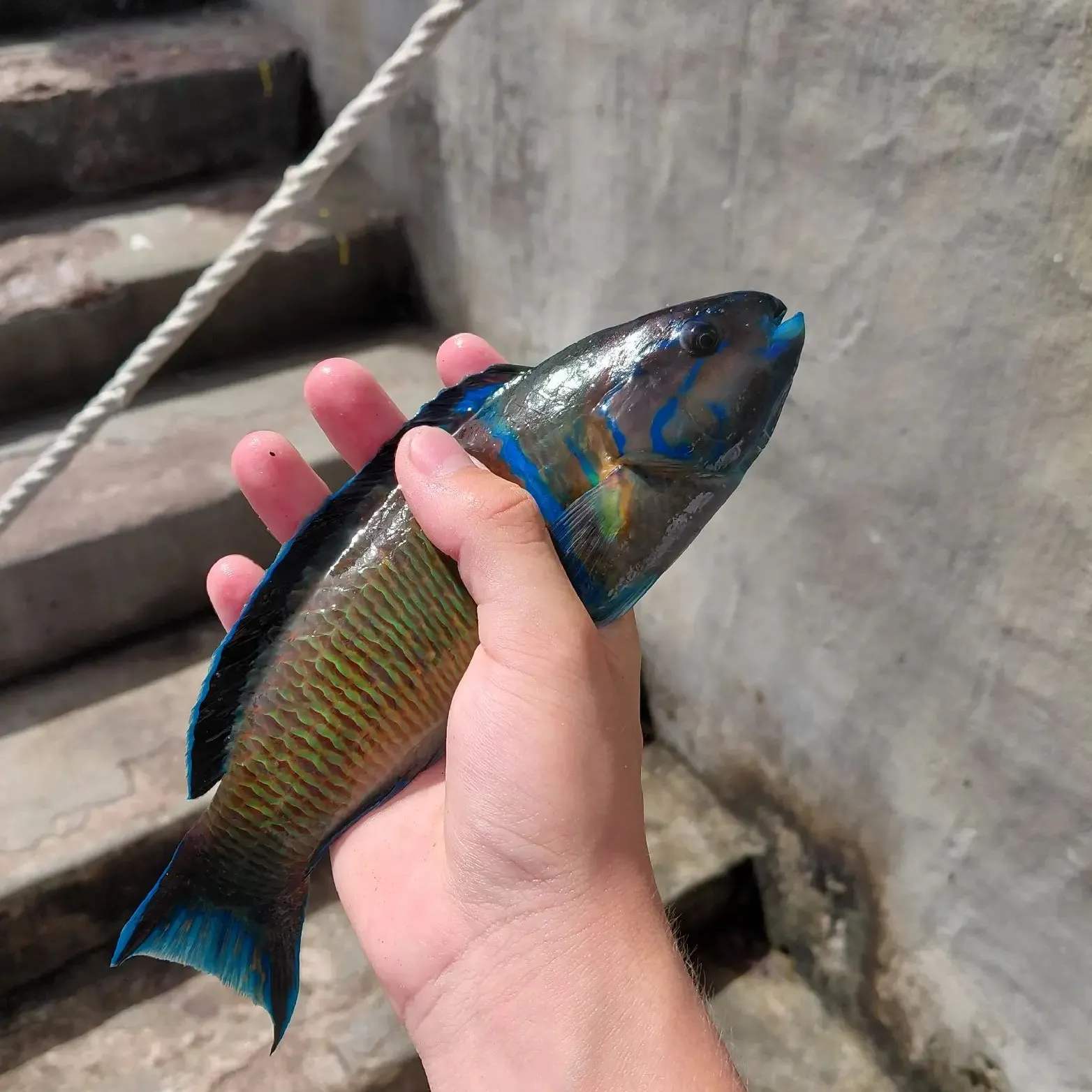 The most recent Ornate wrasse catches on Fishbrain