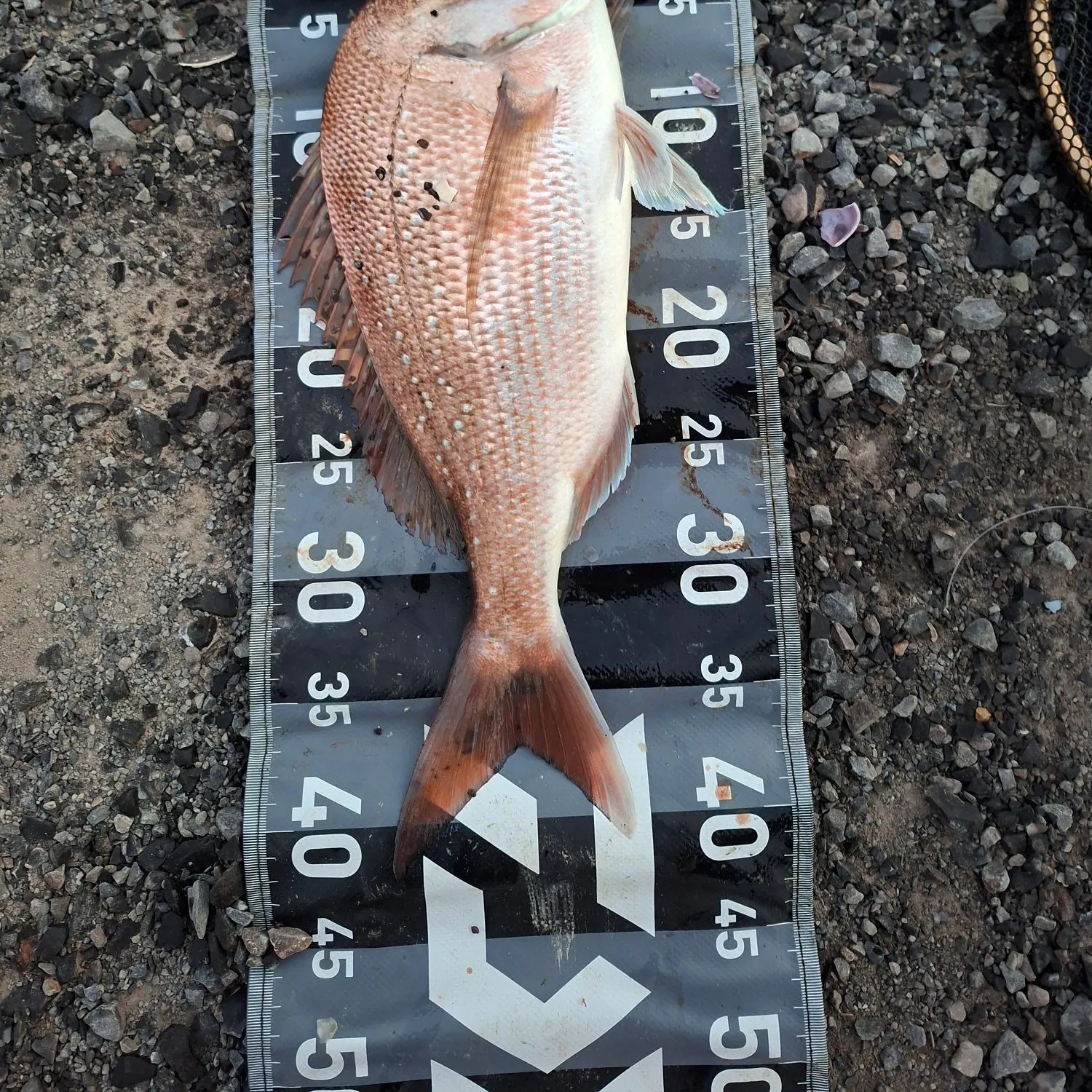 Australasian snapper caught on Fishbrain