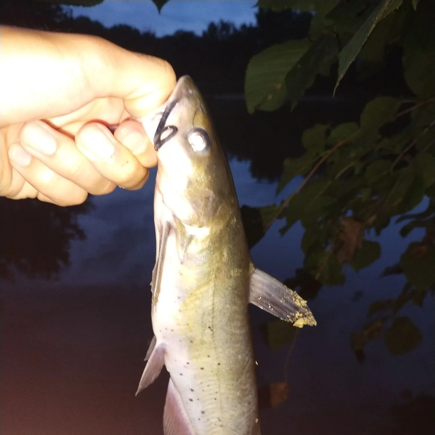 Channel catfish caught on Fishbrain