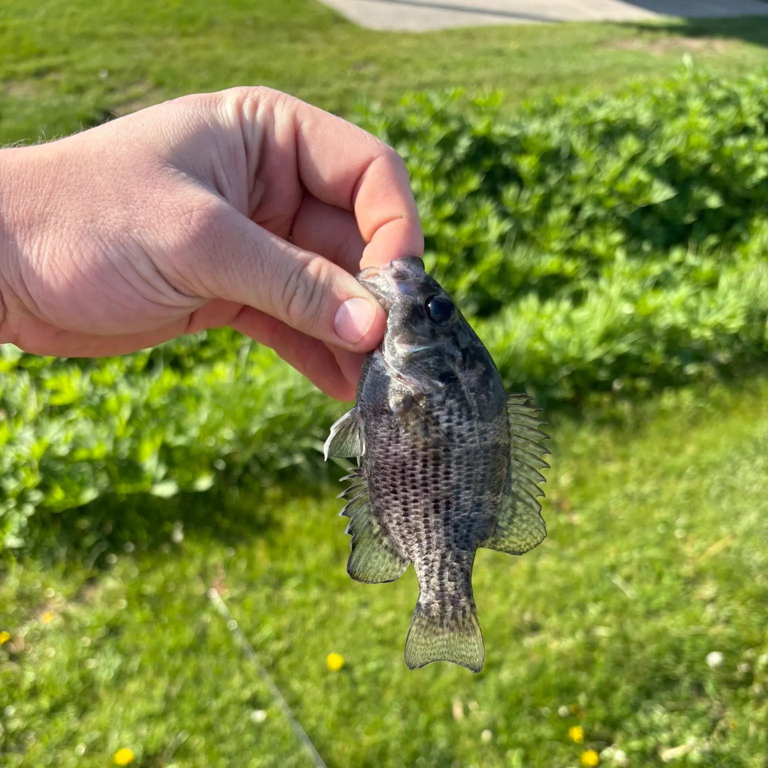 The most recent Shadow bass catches on Fishbrain