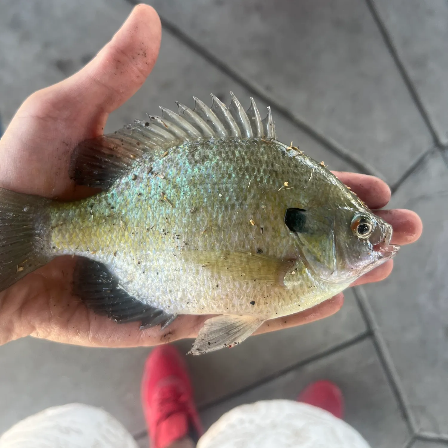 Bluegill caught on Fishbrain