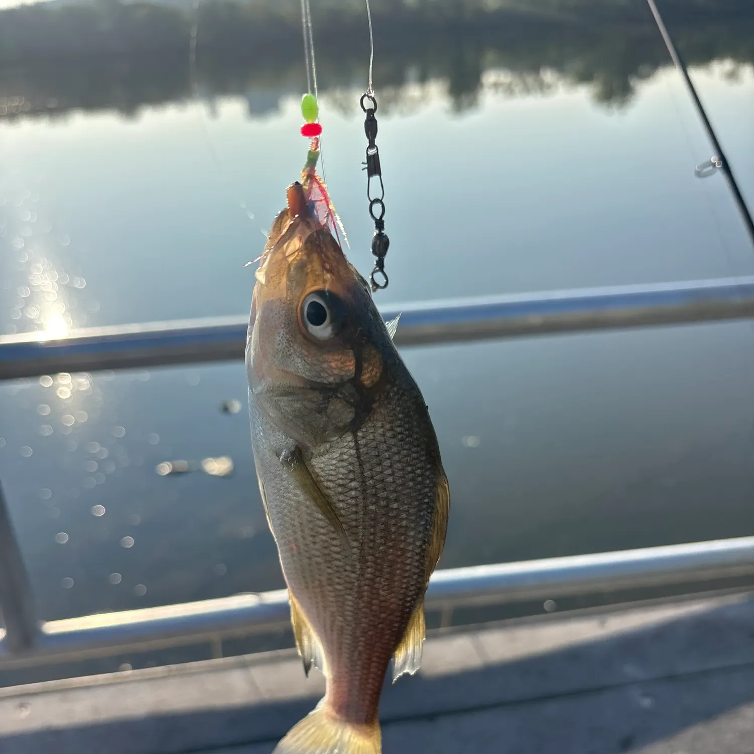 White perch caught on Fishbrain