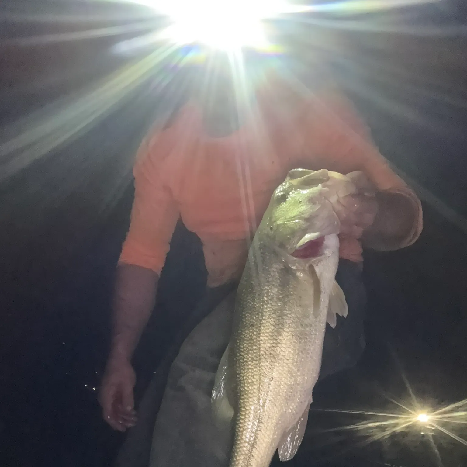 The most recent Largemouth bass catches on Fishbrain