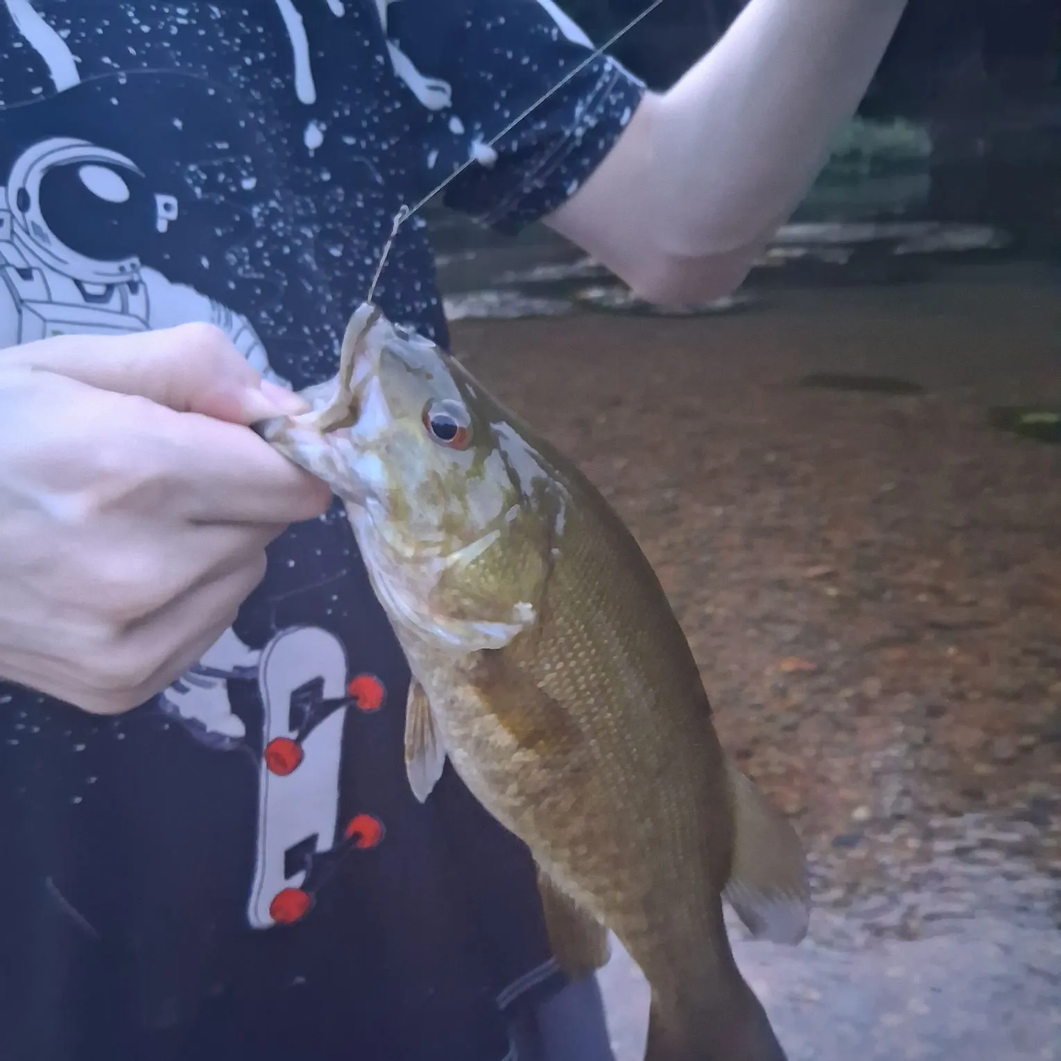 Smallmouth bass caught on Fishbrain