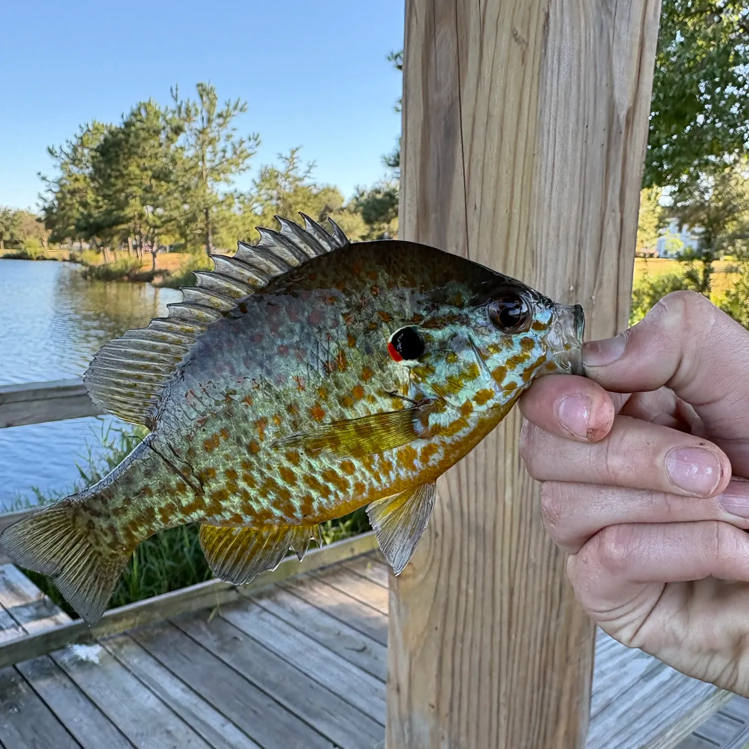 Redear sunfish caught on Fishbrain