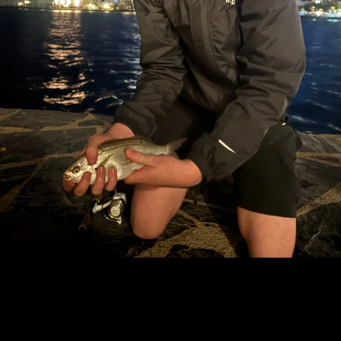 The most recent Saddled seabream catches on Fishbrain