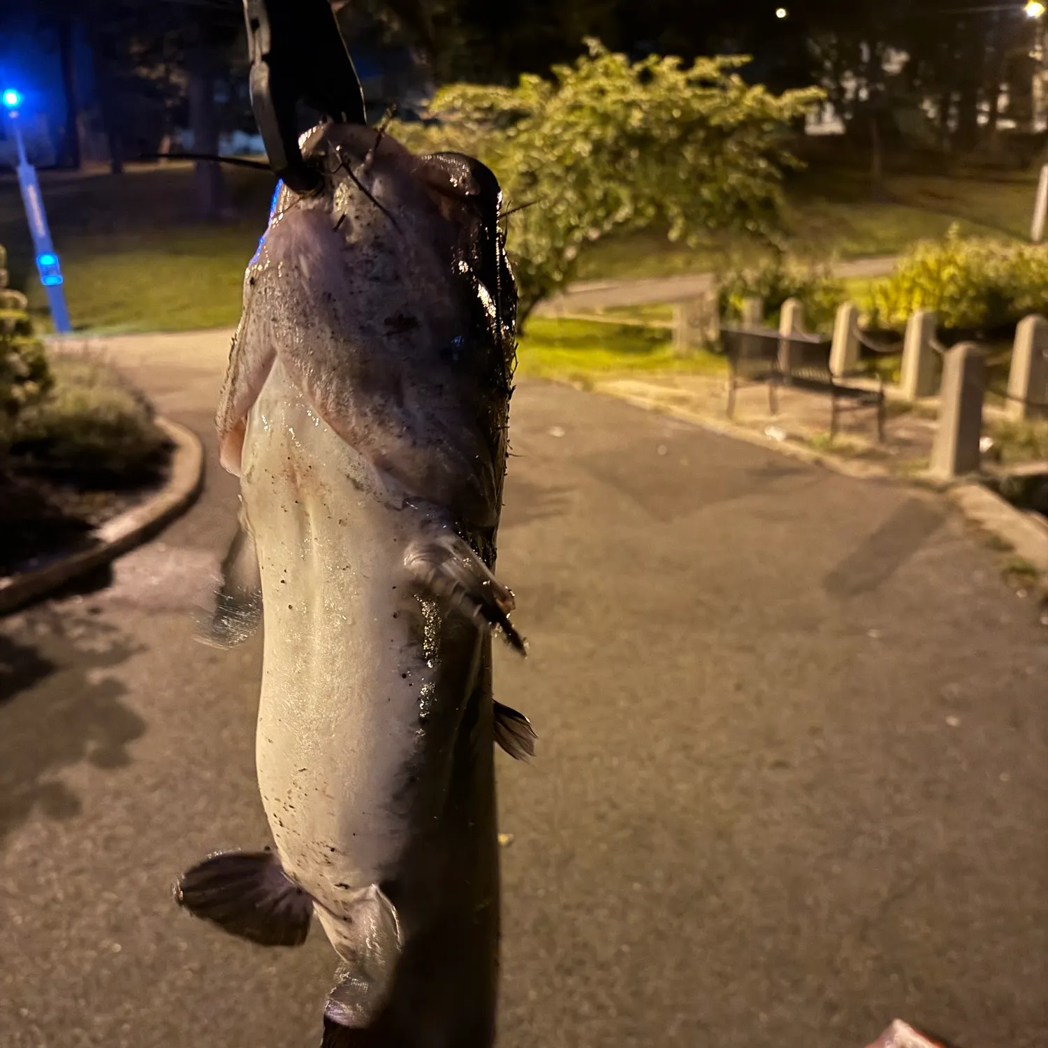 Channel catfish caught on Fishbrain