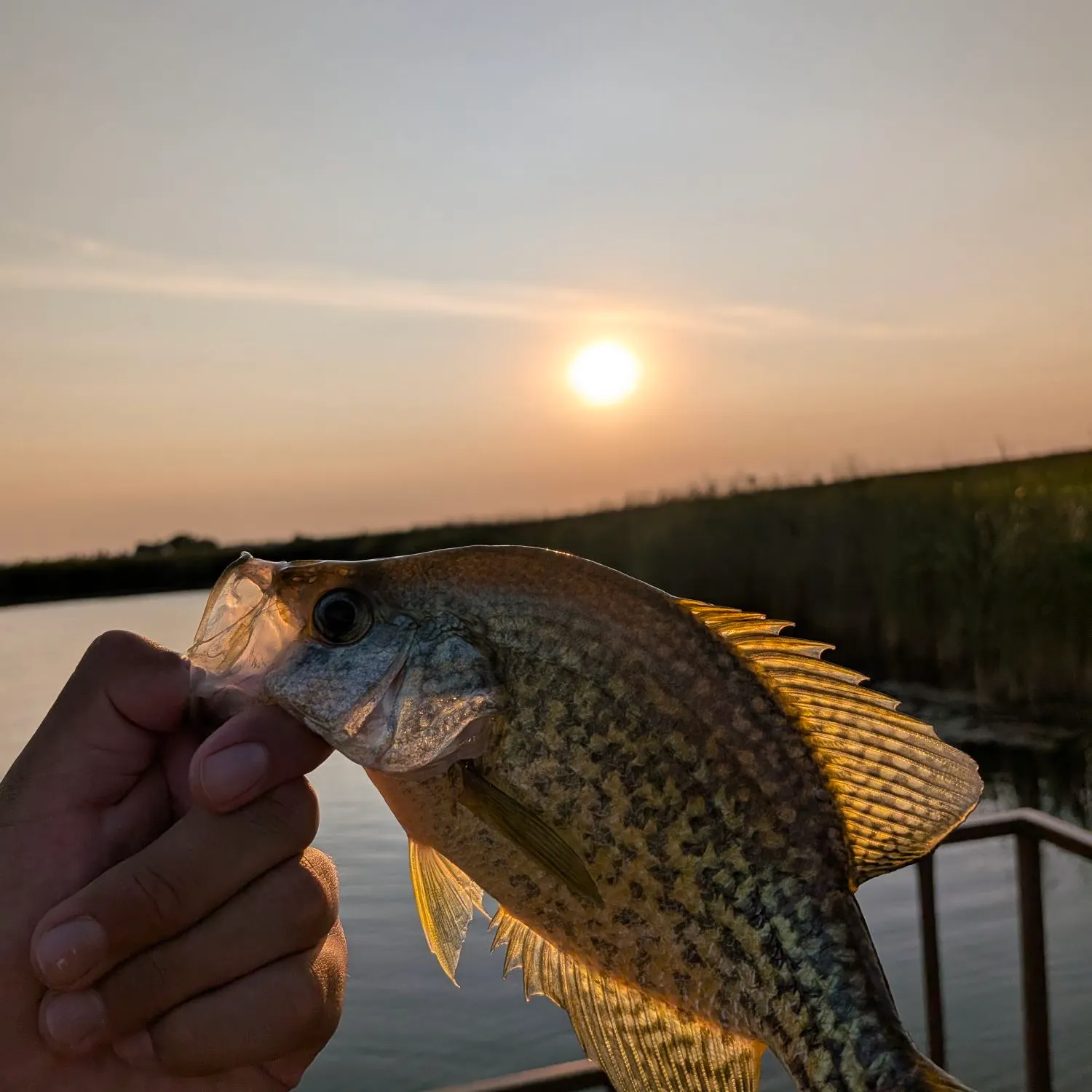 Black crappie caught on Fishbrain