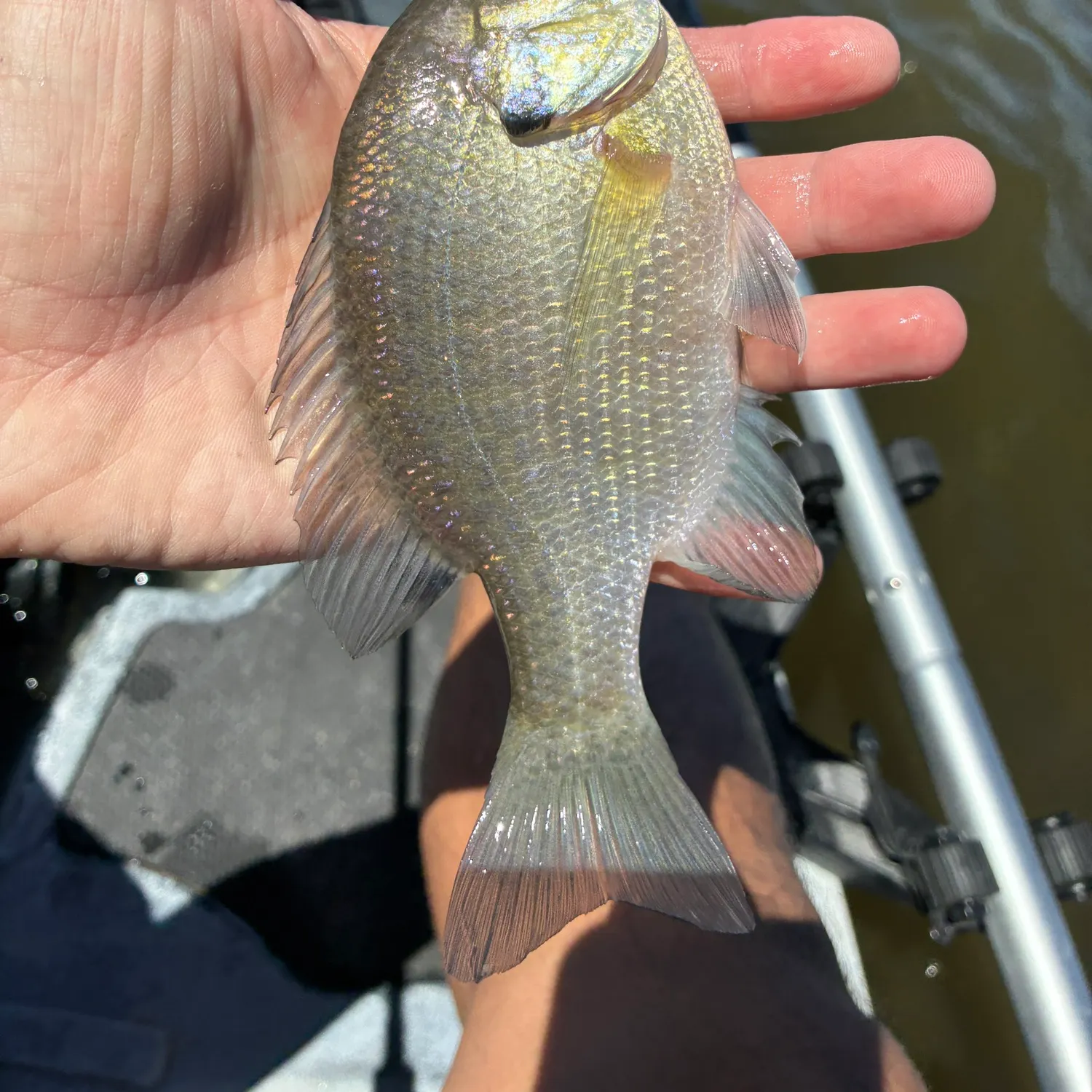 Bluegill caught on Fishbrain