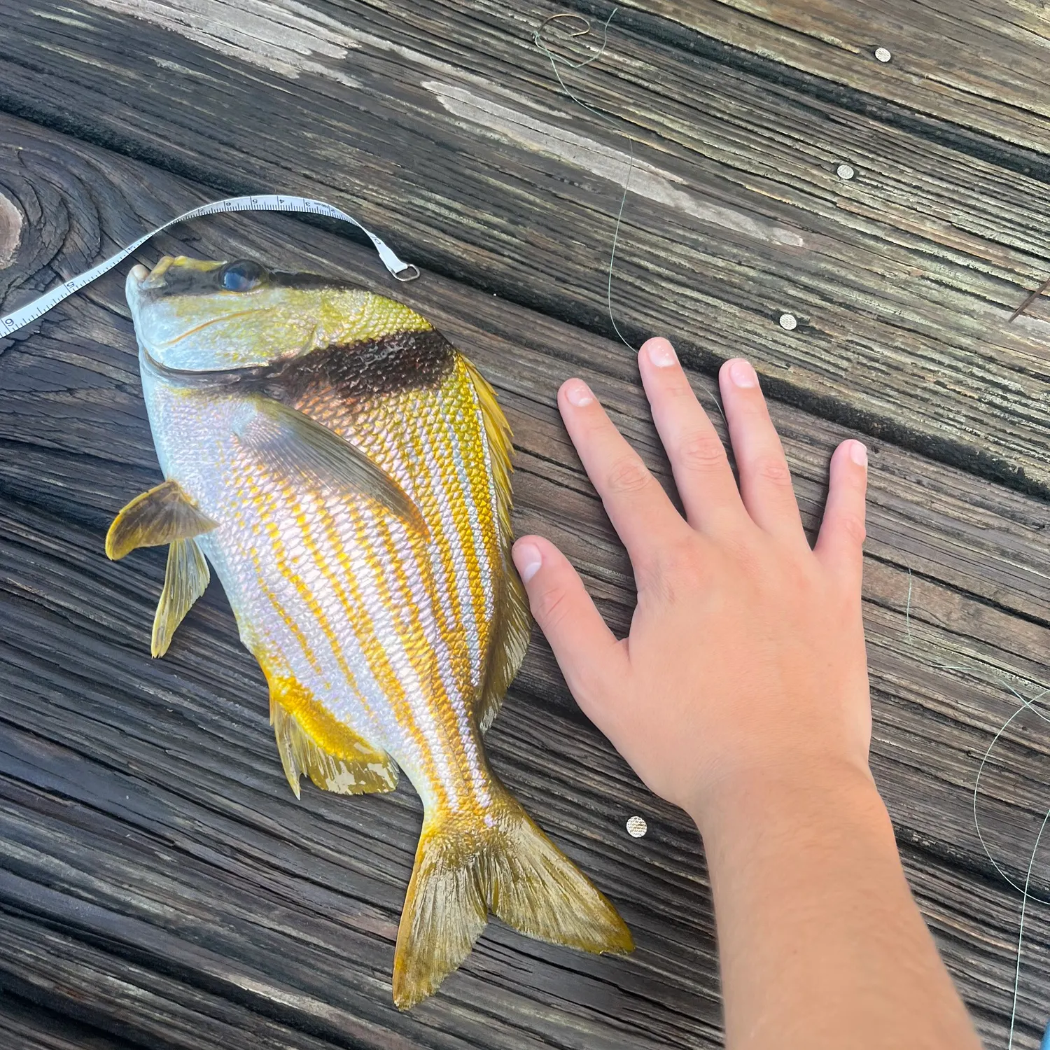 The most recent Atlantic porkfish catches on Fishbrain