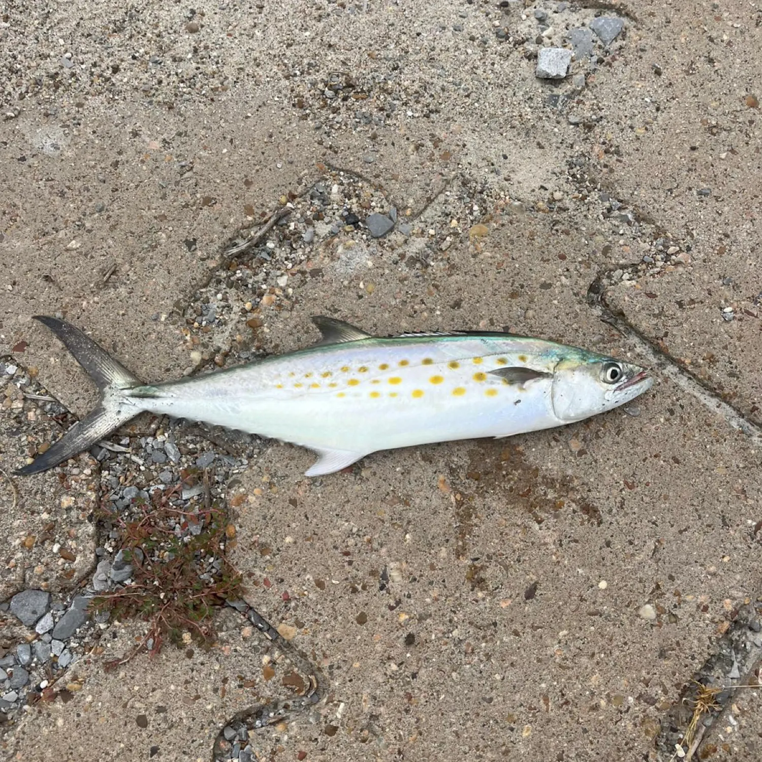 The most recent Spanish mackerel catches on Fishbrain