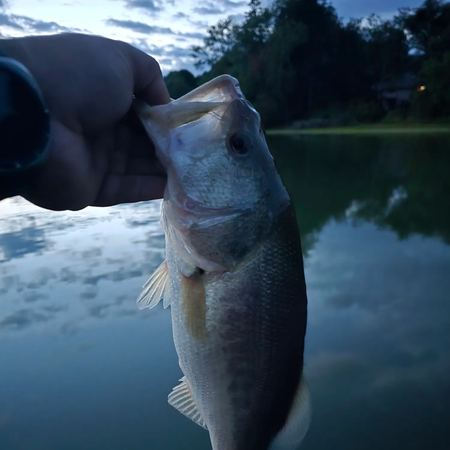 Smallmouth bass caught on Fishbrain