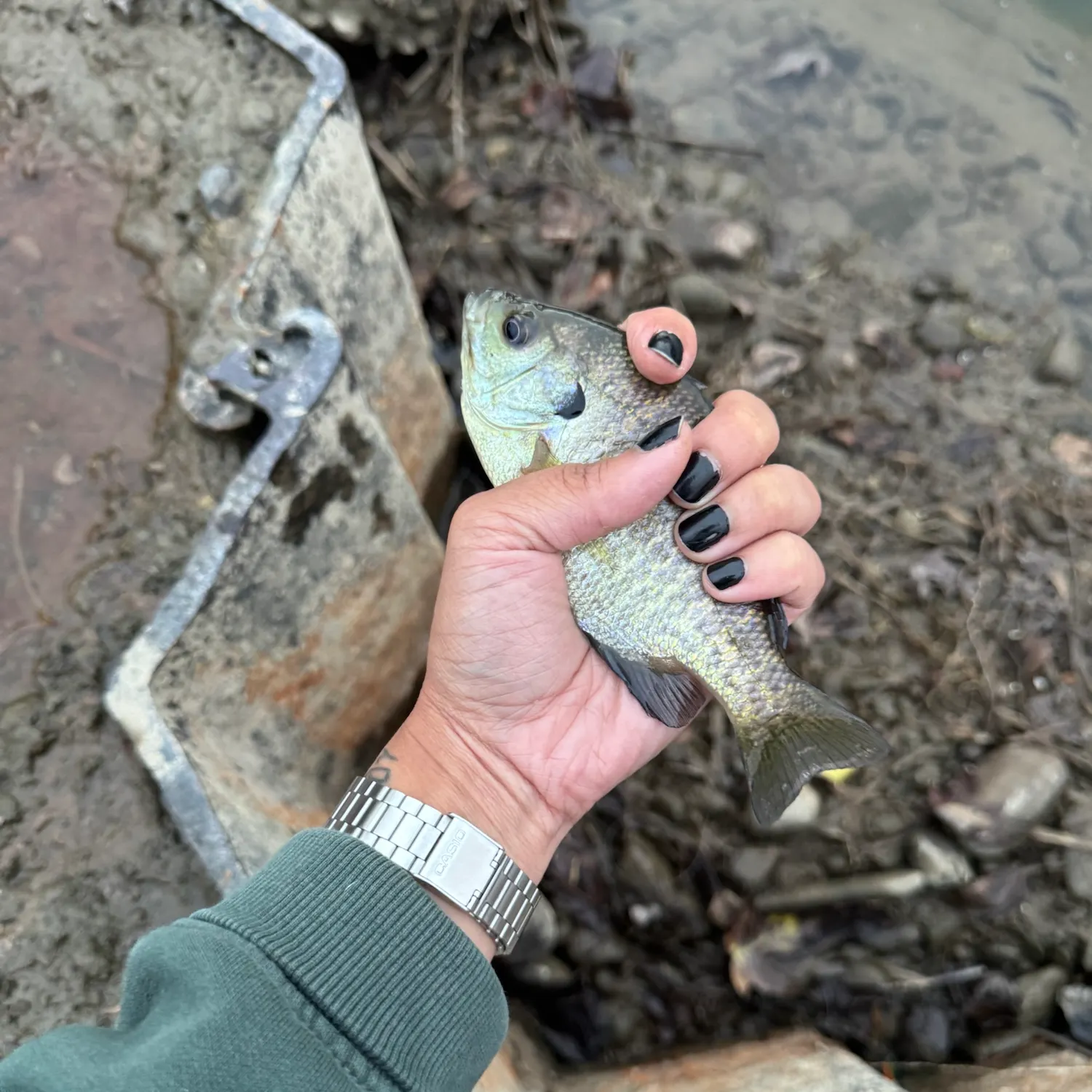 catch
